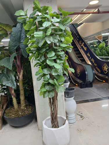 درختچه مصنوعی فیکوس لیراتا با تنه طبیعی